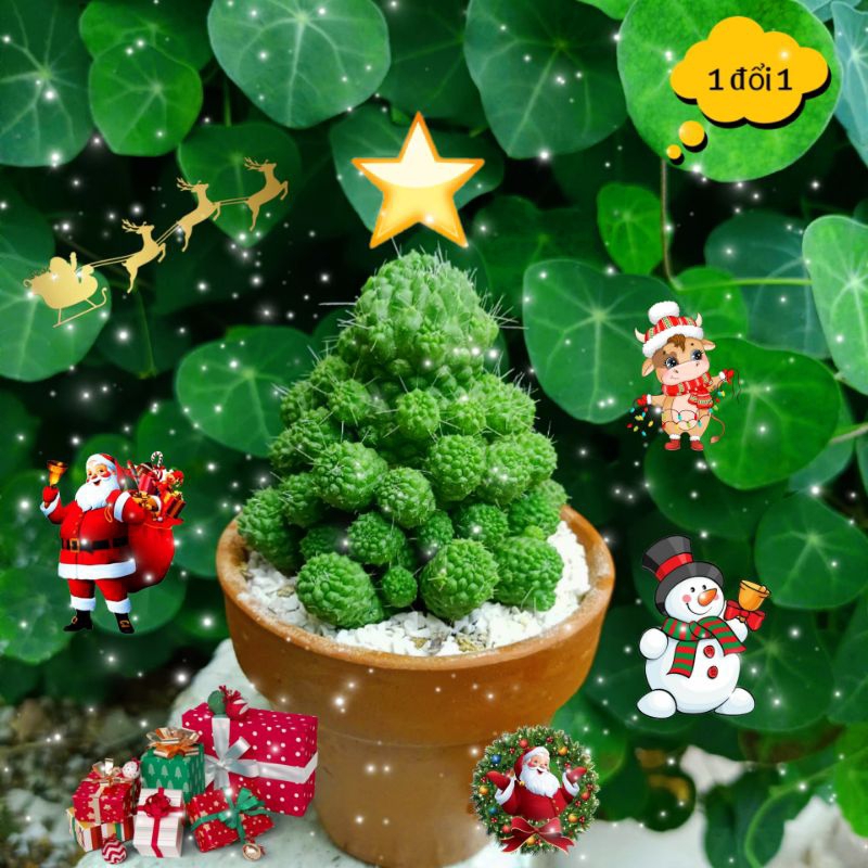 XƯƠNG RỒNG RÂU MÈOO TRỒNG CHẬU ĐẤT NUNG SẲN NHƯ HÌNH XINH ĐẸP. | Shopee ...