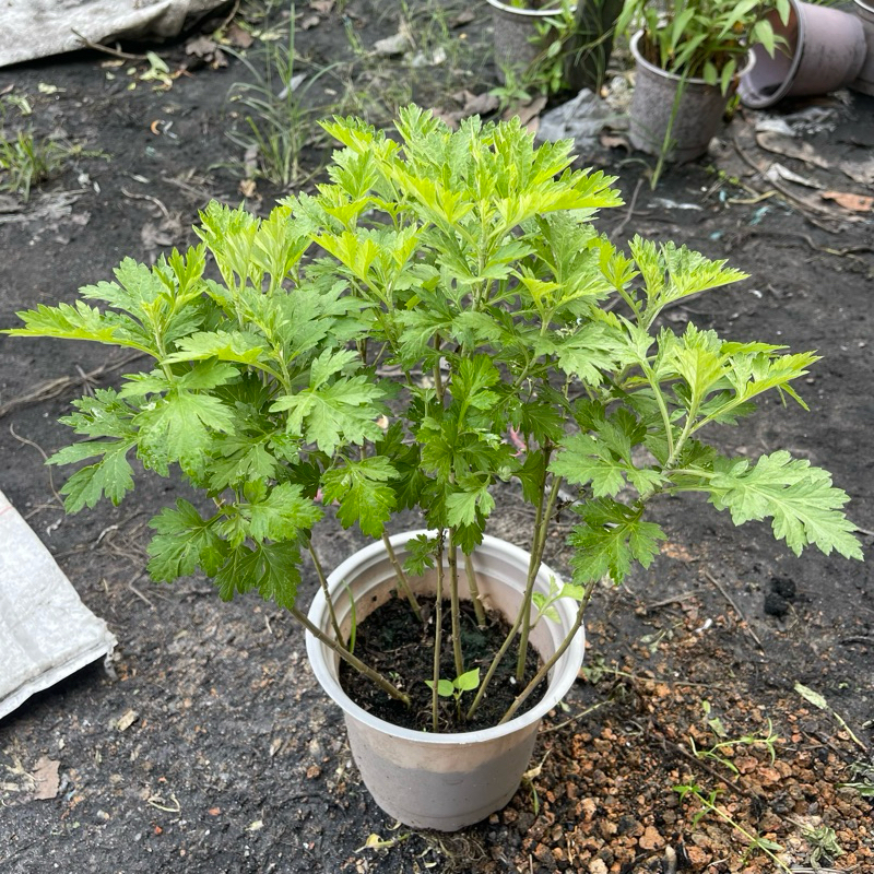 [Hỏa Tốc HCM] Chậu Cây Ngải Cứu trồng sẵn siêu sạch (5-7 cây/chậu) - Vườn Rau Giống Út Quỳnh