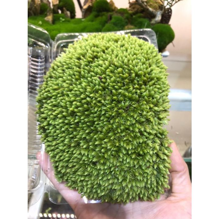 Rêu cusion ( leucobryum ),Rêu Bonsai xanh đẹp trang trí bán cạn, terrarium, tiểu cảnh,bonsai mua 5 tặng 1