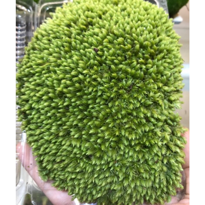 Rêu cusion ( leucobryum ),Rêu Bonsai xanh đẹp trang trí bán cạn, terrarium, tiểu cảnh,bonsai mua 5 tặng 1