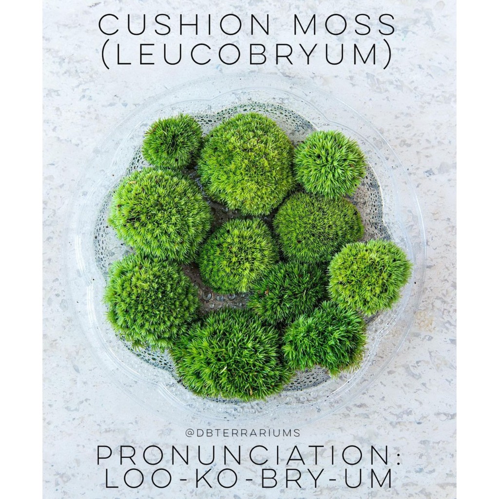 Rêu cusion ( leucobryum ),Rêu Bonsai xanh đẹp trang trí bán cạn, terrarium, tiểu cảnh,bonsai mua 5 tặng 1