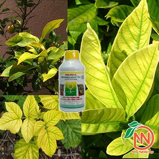 Phân Bón Amino Fe Chai 1 Lít  - AminoQuelant Fe - Biến Lá Vàng Thành Xanh - Tái Tạo Lục Diệp cho cây