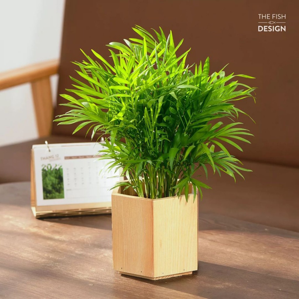 Cây cau tiểu trâm mini ,để bàn phong thủy lọc không khí ,mang lại tài lộc cho gia chủ, tiểu cảnh rất đẹp
