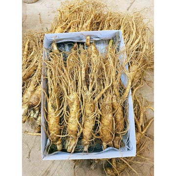 Sâm Tươi Loại 10 Củ/1Kg - Sâm Hàn Quốc 6 Năm Tuổi