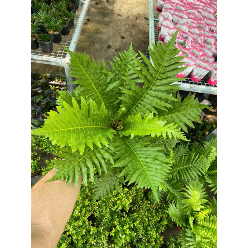 dương xỉ khổng tước trang trí vườn