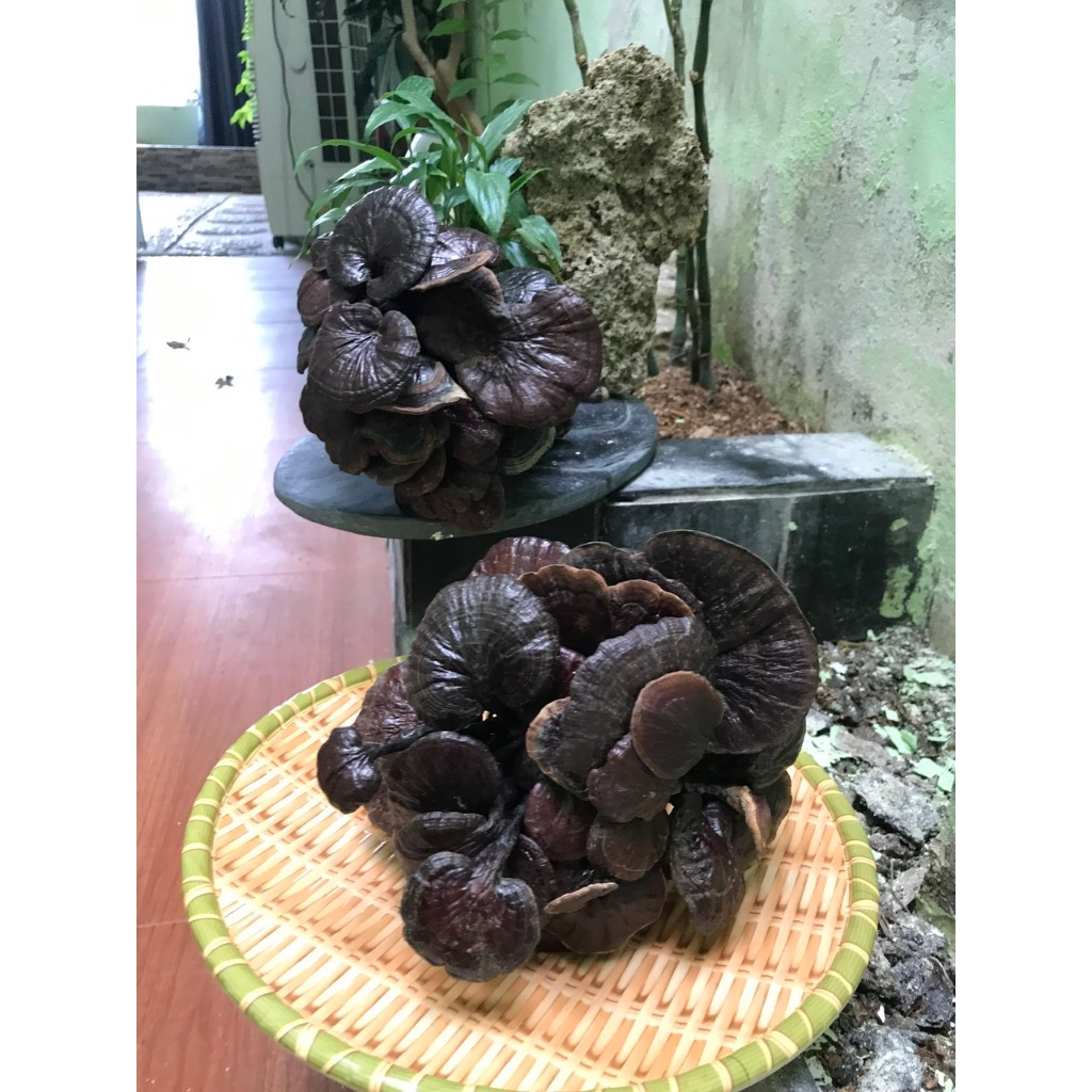 Nấm Linh Chi Rừng Tự Nhiên (Hắc Linh Chi Cổ Cò) Lai Châu 1kg