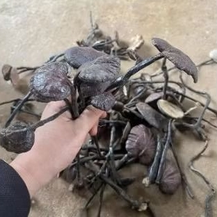 Nấm Linh Chi Rừng Tự Nhiên (Hắc Linh Chi Cổ Cò) Lai Châu 1kg