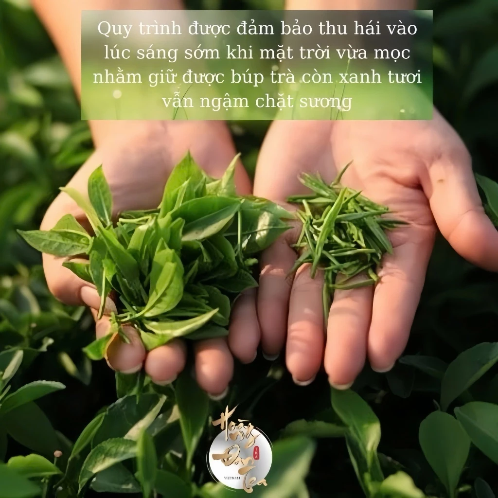 Set Quà Tết Hộp Gỗ 2 Hũ Chè Ngon Shan Tuyết & Thái Nguyên Thượng Hạng Uống Trà Đạo Cao Cấp Quà Tặng