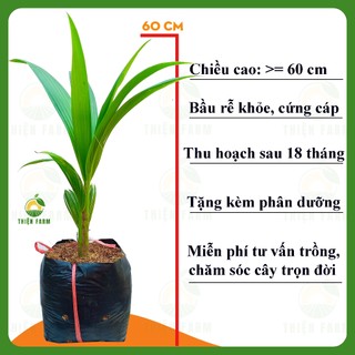 Cây Dừa Xiêm Xanh Lùn Bến Tre siêu trái của THIỆN FARM vị ngọt thanh mát, mau cho trái, cây cao khỏe