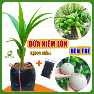 Cây Dừa Xiêm Xanh Lùn Bến Tre siêu trái của THIỆN FARM vị ngọt thanh mát, mau cho trái, cây cao khỏe