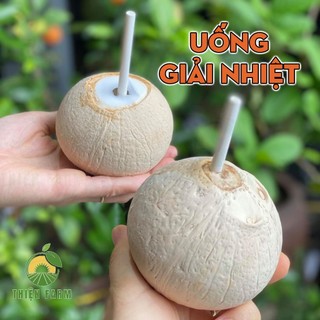 Cây Dừa Xiêm Xanh Lùn Bến Tre siêu trái của THIỆN FARM vị ngọt thanh mát, mau cho trái, cây cao khỏe