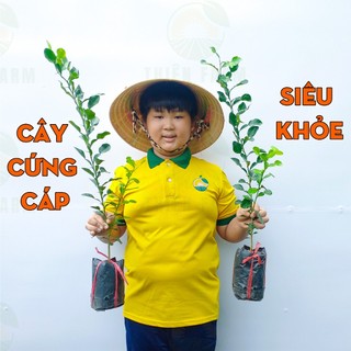 Cây Chanh Chúc THIỆN FARM 40cm dùng hấp gà, làm nước chấm, gia vị nấu ăn thơm ngon, trồng chậu
