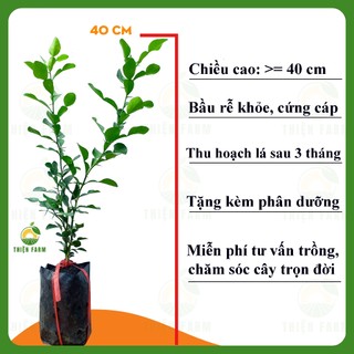 Cây Chanh Chúc THIỆN FARM 40cm dùng hấp gà, làm nước chấm, gia vị nấu ăn thơm ngon, trồng chậu