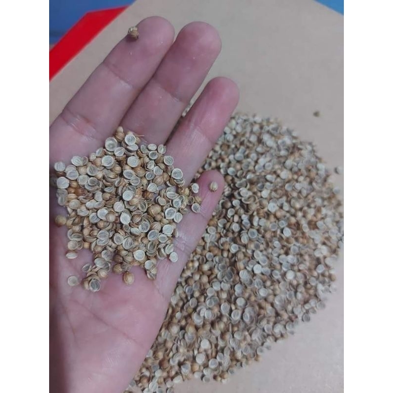 20 gr  Hạt Giống Rau Mùi Tía ( Ngò Rí) Cực thơm, rất dễ trồng
