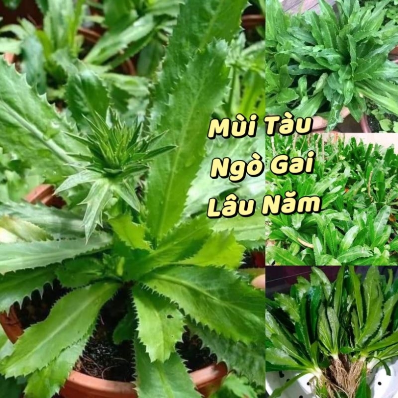 ⚡️HẠT GIỐNG RAU MÙI  TÀU ( NGÒ GAI) CAO SẢN⚡️ SINH TRƯỞNG NHANH KHỎE [ NONG TRAI XANH ]