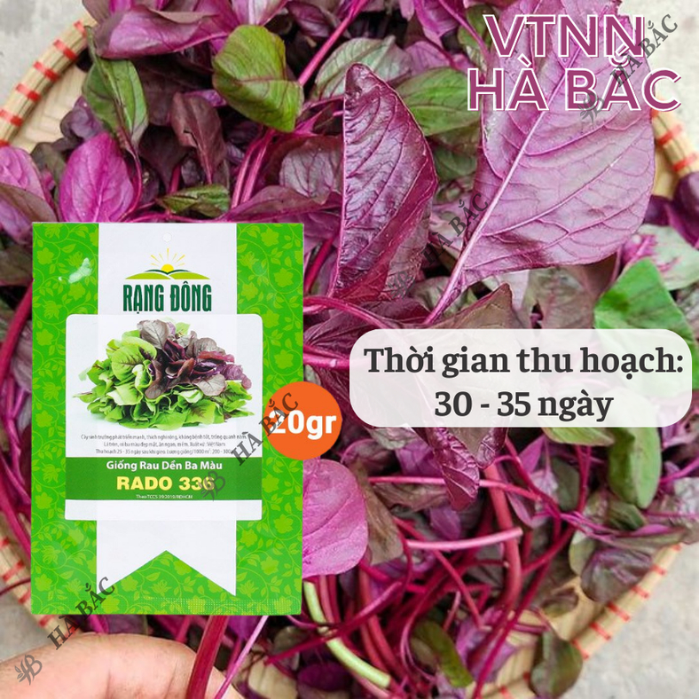 Hạt giống Rau Dền Ba Màu Rado 336 (20gram~7000 hạt) trồng quanh năm, dễ chăm sóc, sinh trưởng khỏe