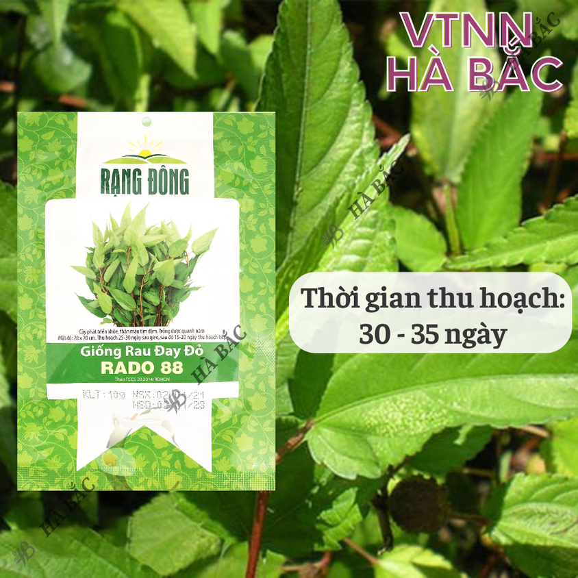 Hạt giống Rau Đay Đỏ Rado 88 (20gram~2500 hạt) dễ trồng, ít sâu bệnh, trồng quanh năm