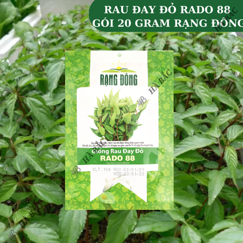 Hạt giống Rau Đay Đỏ Rado 88 (20gram~2500 hạt) dễ trồng, ít sâu bệnh, trồng quanh năm