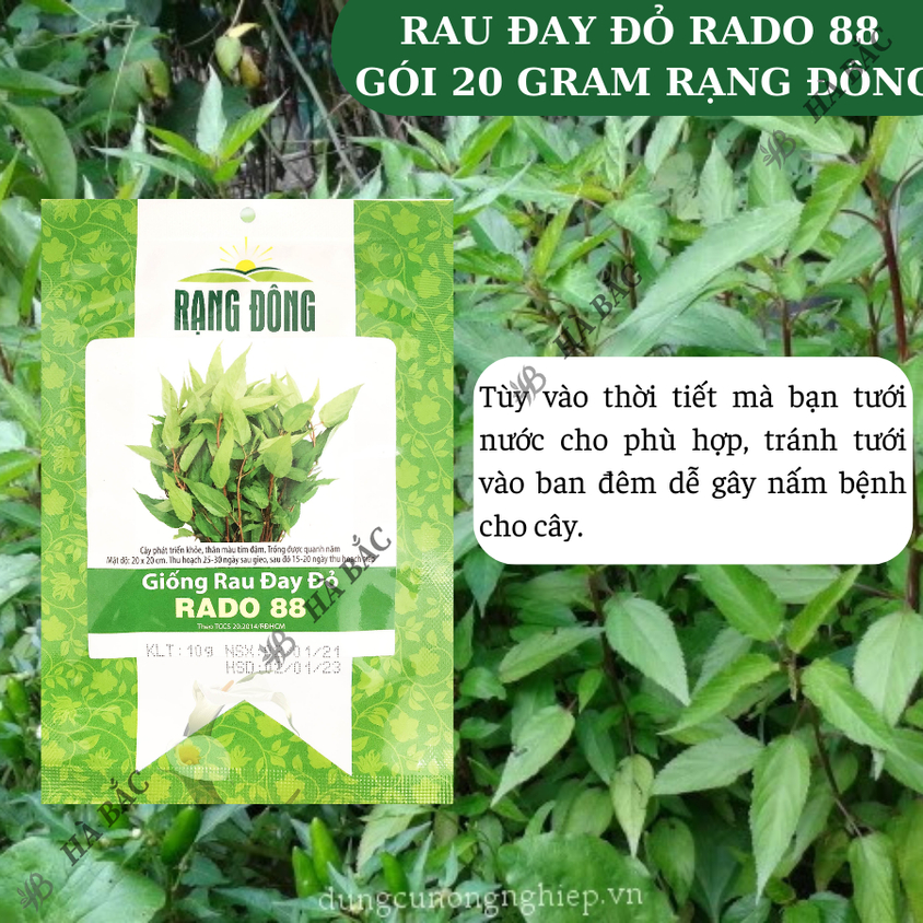 Hạt giống Rau Đay Đỏ Rado 88 (20gram~2500 hạt) dễ trồng, ít sâu bệnh, trồng quanh năm