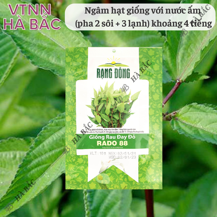 Hạt giống Rau Đay Đỏ Rado 88 (20gram~2500 hạt) dễ trồng, ít sâu bệnh, trồng quanh năm