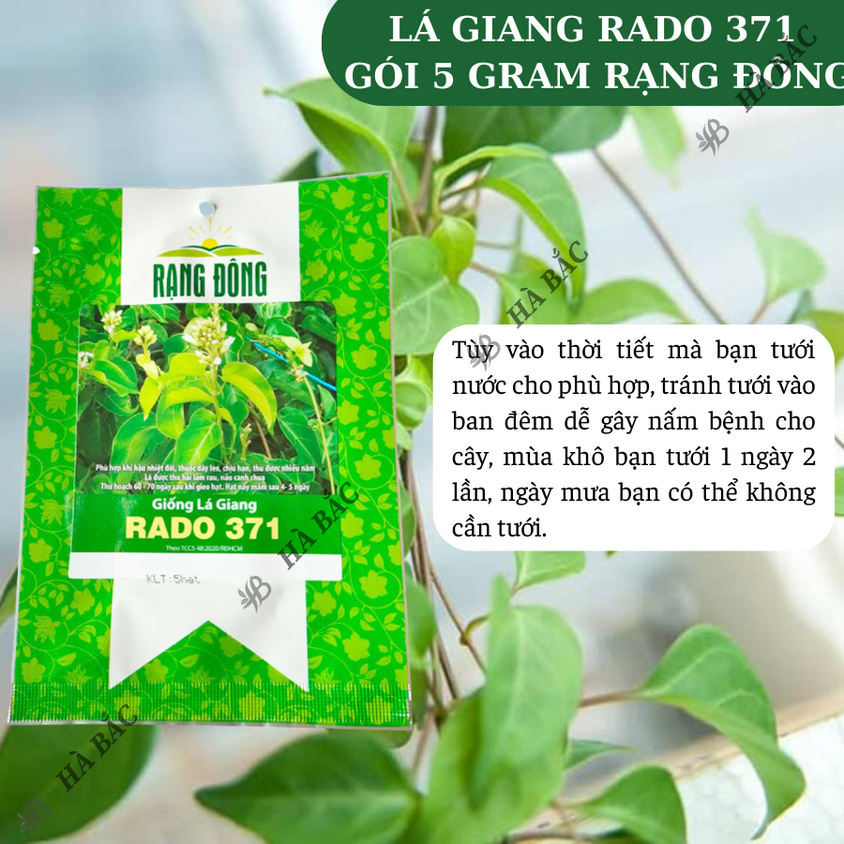 Hạt giống Lá Giang Rado 371 (5 hạt) sinh trưởng khỏe, nảy mầm tốt, trồng quanh năm