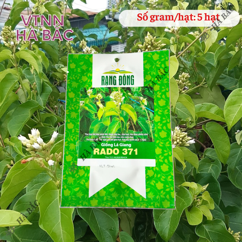 Hạt giống Lá Giang Rado 371 (5 hạt) sinh trưởng khỏe, nảy mầm tốt, trồng quanh năm