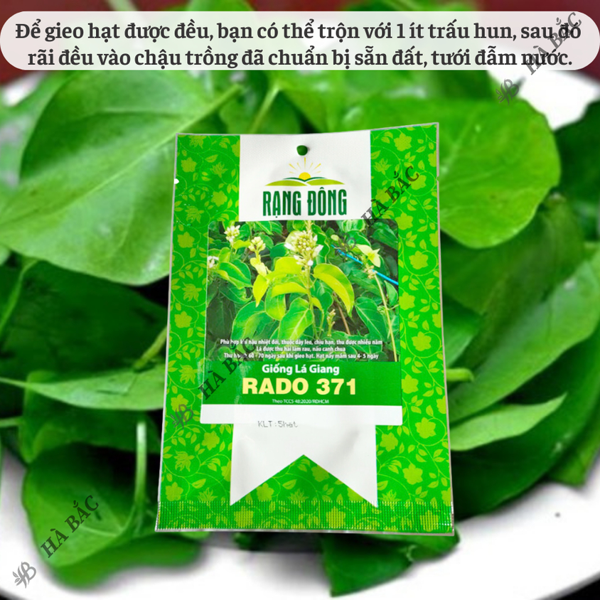 Hạt giống Lá Giang Rado 371 (5 hạt) sinh trưởng khỏe, nảy mầm tốt, trồng quanh năm