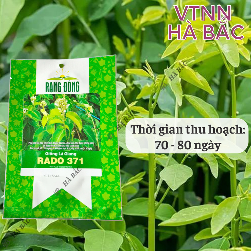 Hạt giống Lá Giang Rado 371 (5 hạt) sinh trưởng khỏe, nảy mầm tốt, trồng quanh năm