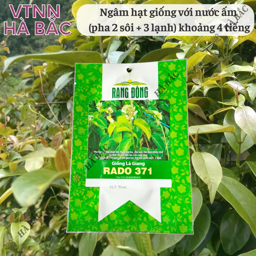 Hạt giống Lá Giang Rado 371 (5 hạt) sinh trưởng khỏe, nảy mầm tốt, trồng quanh năm