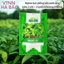 Hạt giống Rau Đay Xanh Rado 21 (20gram~2500 hạt) nhanh thu hoạch, sinh trưởng khỏe, trồng quanh năm