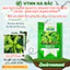 Hạt giống Rau Đay Xanh Rado 21 (20gram~2500 hạt) nhanh thu hoạch, sinh trưởng khỏe, trồng quanh năm