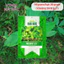Hạt giống Rau Đay Xanh Rado 21 (20gram~2500 hạt) nhanh thu hoạch, sinh trưởng khỏe, trồng quanh năm
