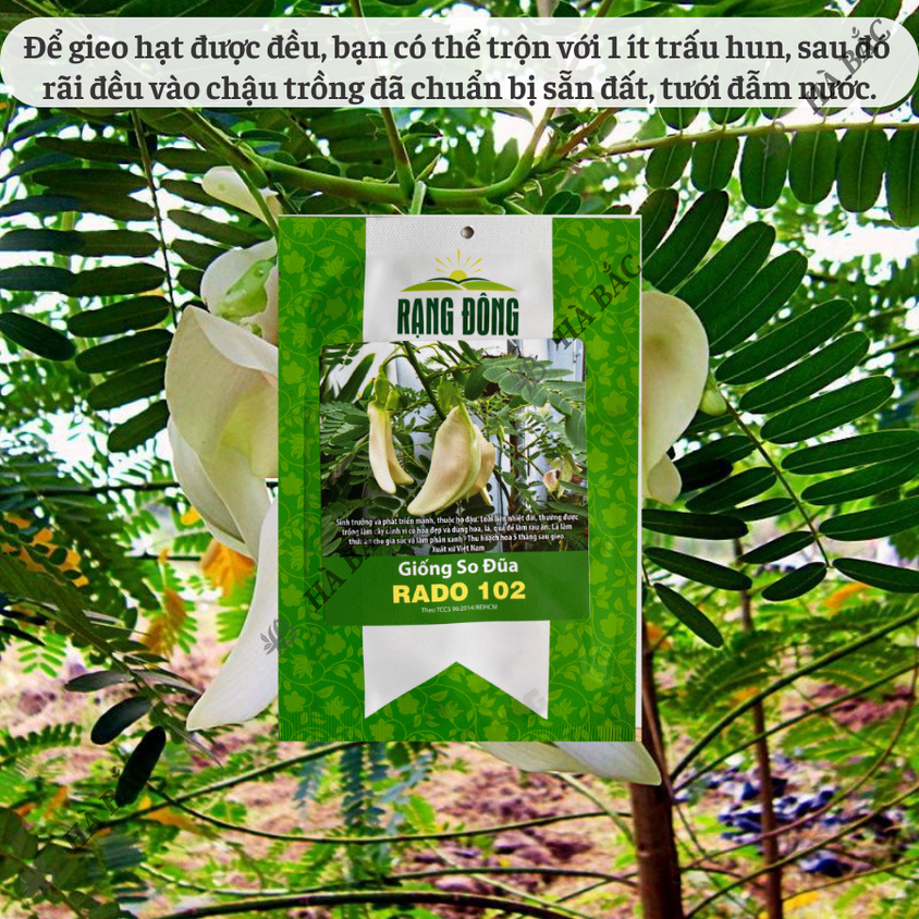 Hạt giống So Đũa Rado 102 (2gram~40 hạt) trồng quanh năm, hoa nở liên tục, cây sinh trưởng mạnh