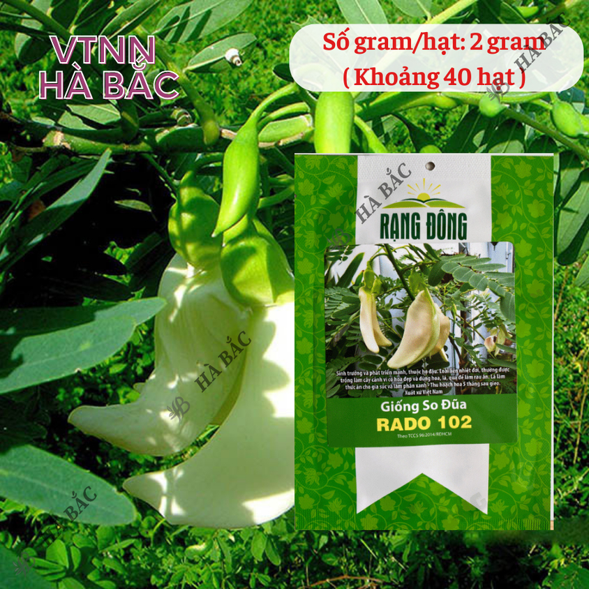 Hạt giống So Đũa Rado 102 (2gram~40 hạt) trồng quanh năm, hoa nở liên tục, cây sinh trưởng mạnh