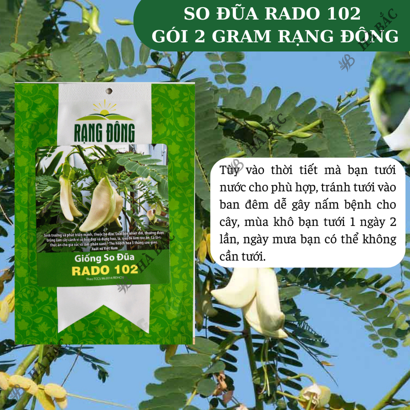 Hạt giống So Đũa Rado 102 (2gram~40 hạt) trồng quanh năm, hoa nở liên tục, cây sinh trưởng mạnh