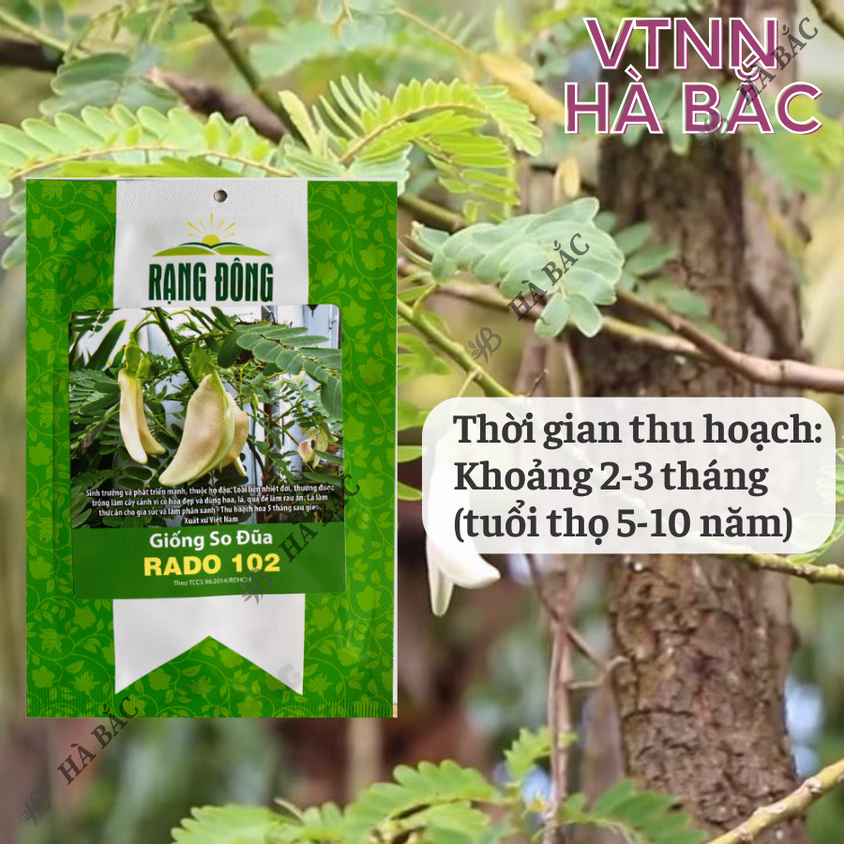 Hạt giống So Đũa Rado 102 (2gram~40 hạt) trồng quanh năm, hoa nở liên tục, cây sinh trưởng mạnh