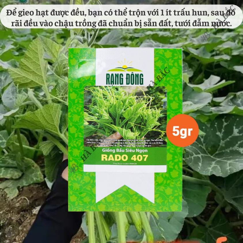 Hạt giống Bầu Siêu Ngọn Rado 407 (5gram~25 hạt) dễ trồng, ít chăm sóc, trồng được quanh năm