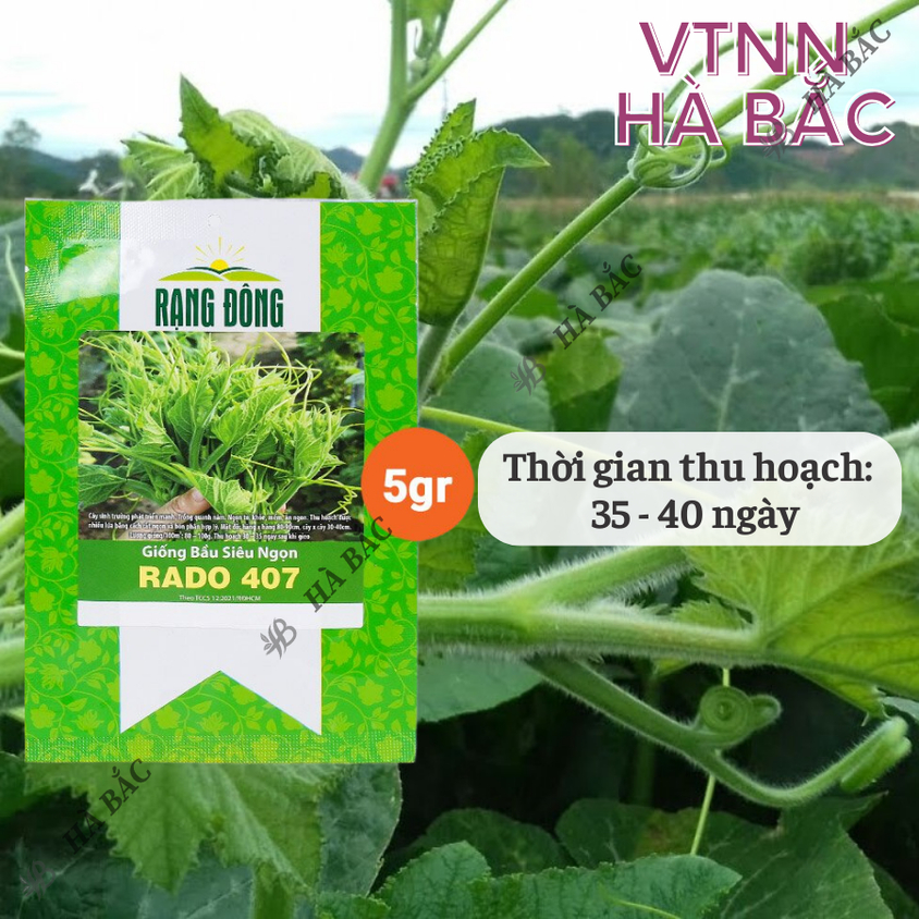 Hạt giống Bầu Siêu Ngọn Rado 407 (5gram~25 hạt) dễ trồng, ít chăm sóc, trồng được quanh năm