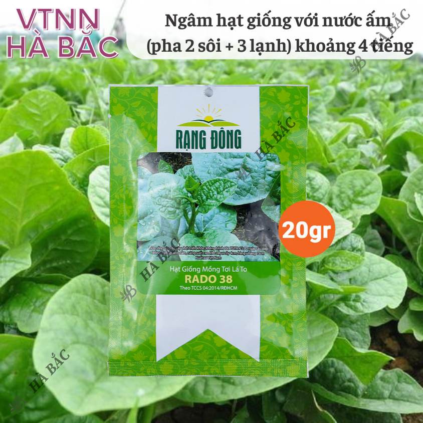 Hạt giống Mồng Tơi Lá To Rado 38 (20gram~400 hạt) cao sản, dễ trồng, dễ chăm, sinh trưởng khỏe
