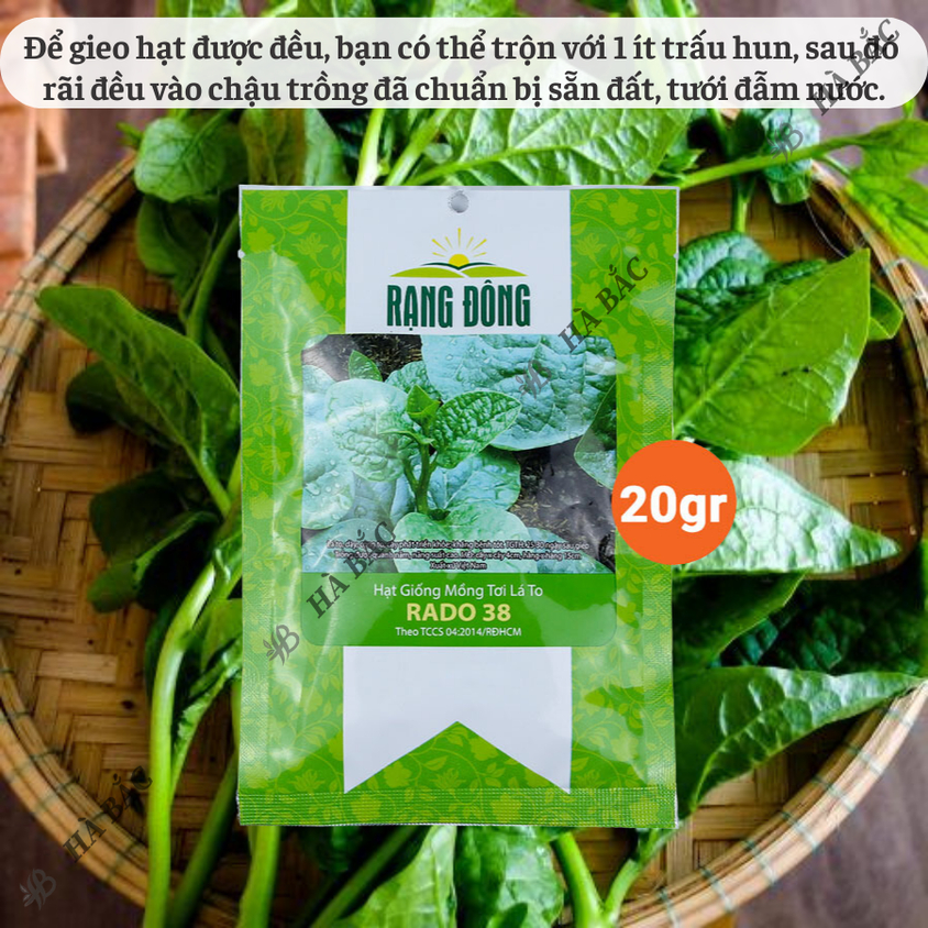 Hạt giống Mồng Tơi Lá To Rado 38 (20gram~400 hạt) cao sản, dễ trồng, dễ chăm, sinh trưởng khỏe