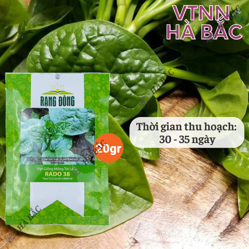Hạt giống Mồng Tơi Lá To Rado 38 (20gram~400 hạt) cao sản, dễ trồng, dễ chăm, sinh trưởng khỏe