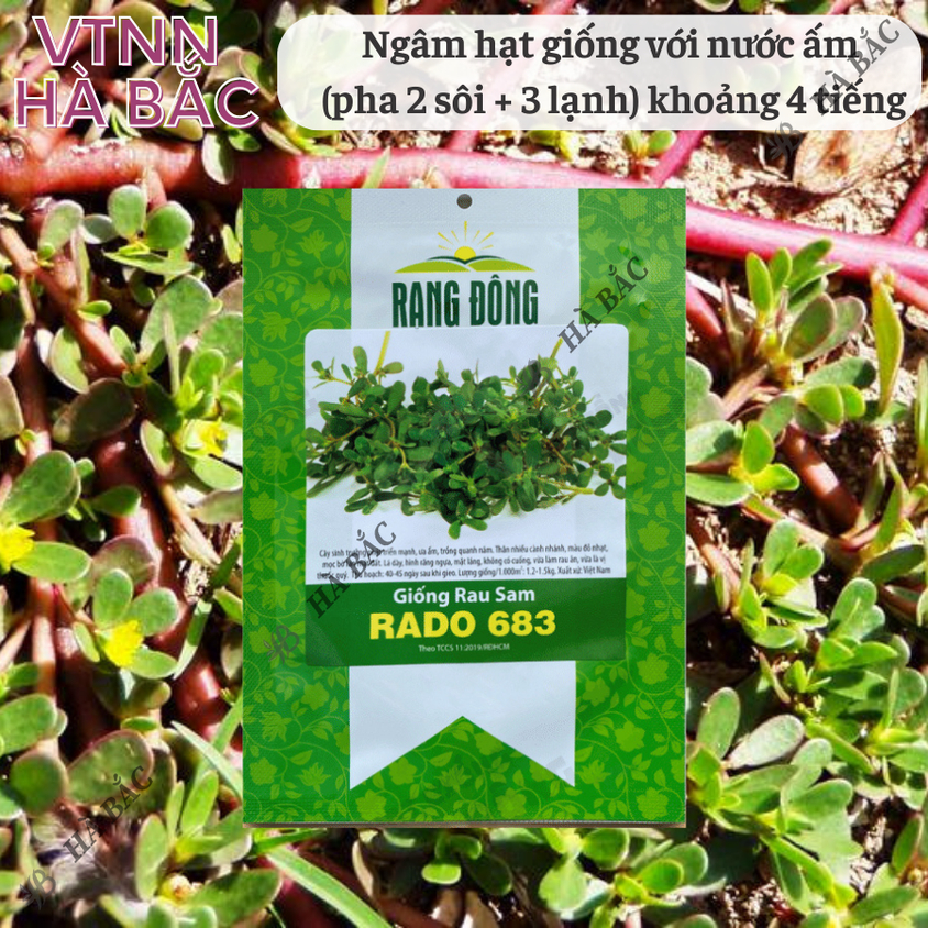 Hạt giống Rau Sam Rado 683 (1gram~1200 hạt) nảy mầm tốt, trồng quanh năm, sinh trưởng khỏe