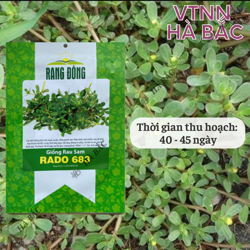 Hạt giống Rau Sam Rado 683 (1gram~1200 hạt) nảy mầm tốt, trồng quanh năm, sinh trưởng khỏe