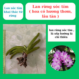 Lan rừng sóc tím hoa thơm, lâu tàn, trồng nhanh ra dễ
