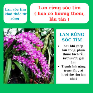 Lan rừng sóc tím hoa thơm, lâu tàn, trồng nhanh ra dễ