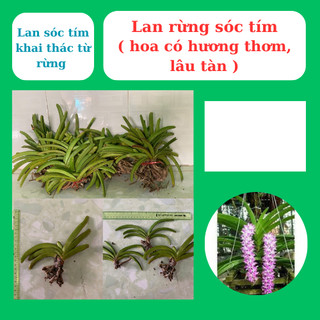 Lan rừng sóc tím hoa thơm, lâu tàn, trồng nhanh ra dễ