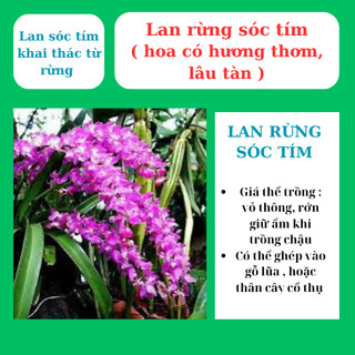 Lan rừng sóc tím hoa thơm, lâu tàn, trồng nhanh ra dễ