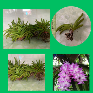 Lan rừng sóc tím hoa thơm, lâu tàn, trồng nhanh ra dễ