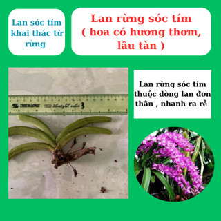 Lan rừng sóc tím hoa thơm, lâu tàn, trồng nhanh ra dễ