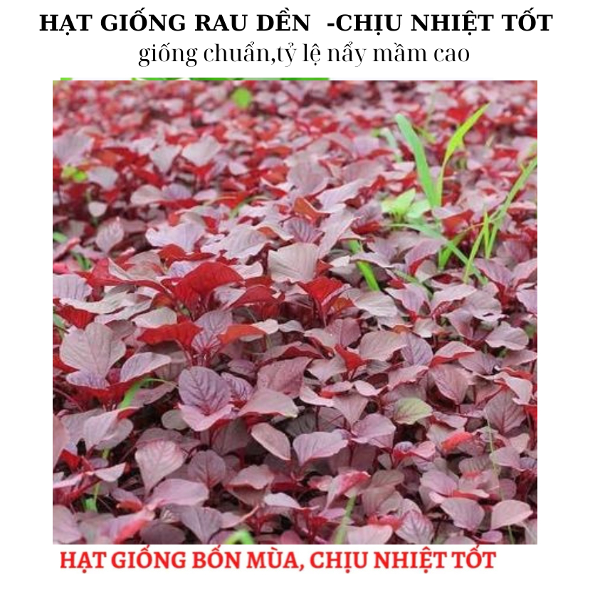 hạt giống các loại rau dền ( ăn ngon ,mềm , trồng quanh năm) | Shopee ...